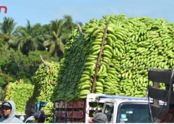 Productores de banano advierten sobre crisis por escasez de mano de obra tras deportaciones de haitianos.
