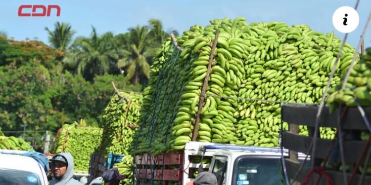 Productores de banano advierten sobre crisis por escasez de mano de obra tras deportaciones de haitianos.