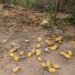 Productores de Dajabón denuncian pérdidas ante falta de compradores de mangos
