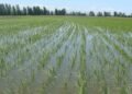RD negocia con EEUU decreto protege la producción de arroz