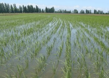 RD negocia con EEUU decreto protege la producción de arroz