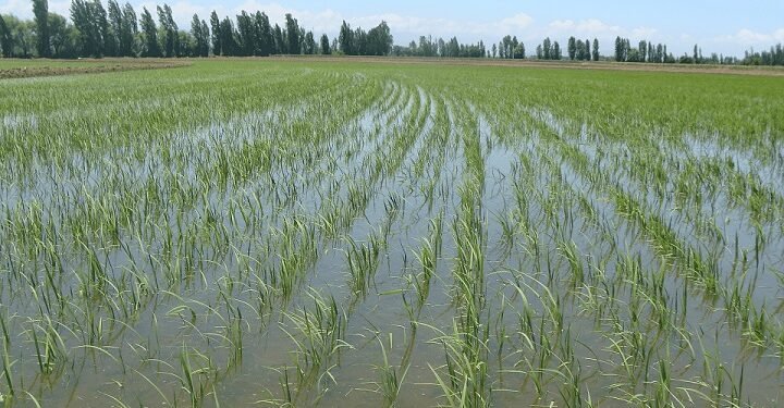 RD negocia con EEUU decreto protege la producción de arroz